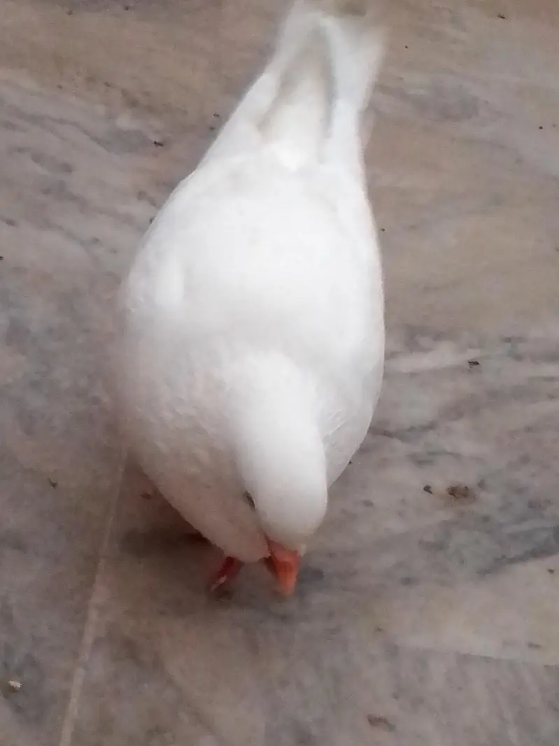 pigeon for sale — photo 2