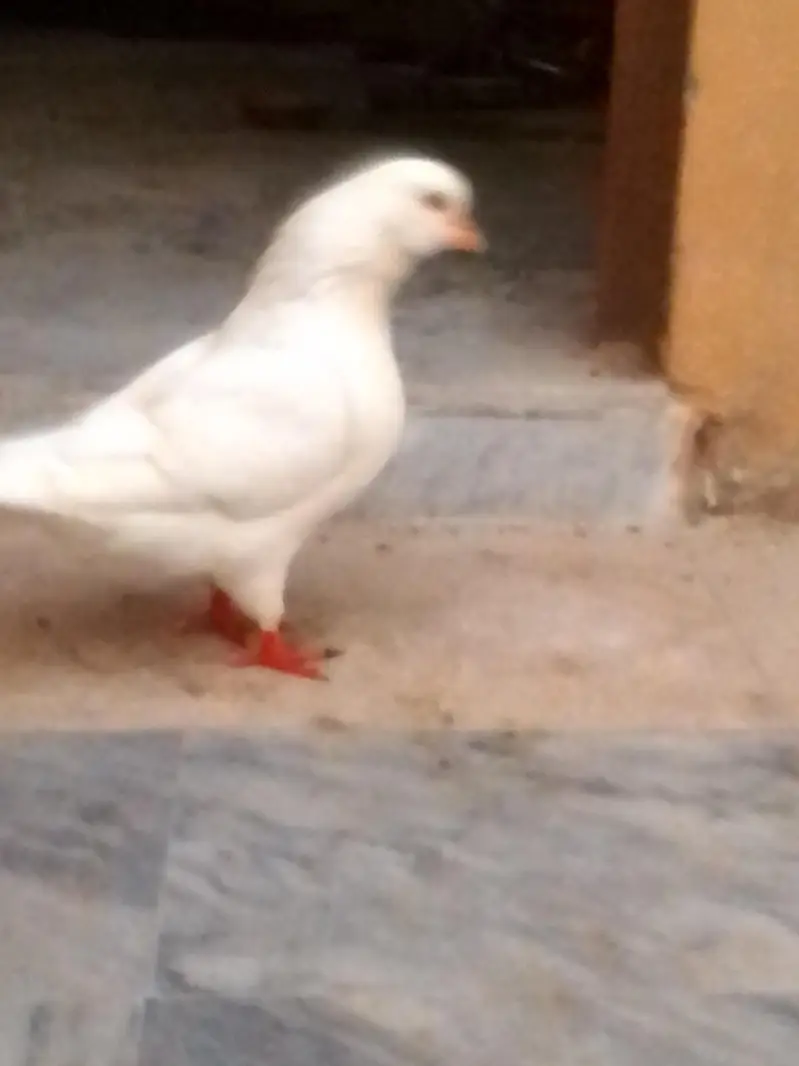 pigeon for sale — photo 3