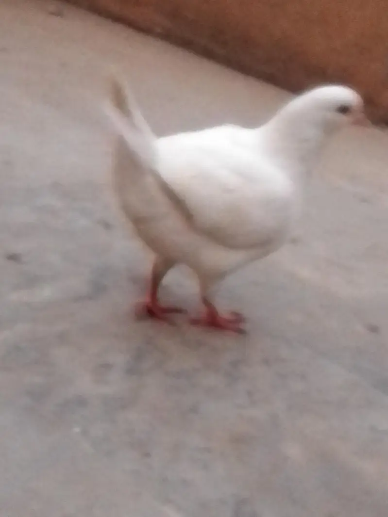 pigeon for sale — photo 4