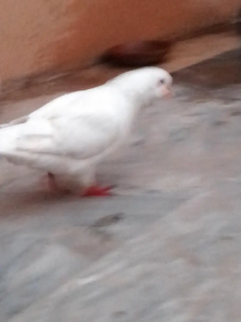 pigeon for sale — photo 5