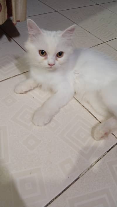 persian kittens pair