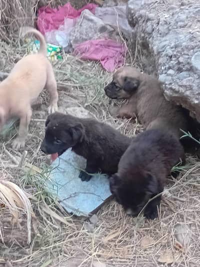 Puppies for sale . . kindly contact on WhatsApp