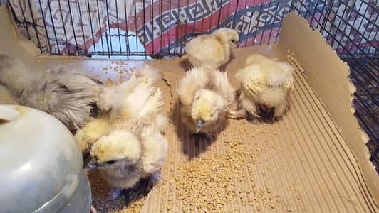 white silkie chick or blue silkie splash