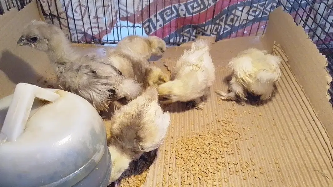 white silkie chick or blue silkie splash — photo 2