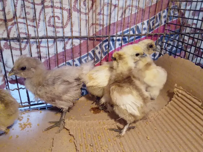 white silkie chick or blue silkie splash — photo 3