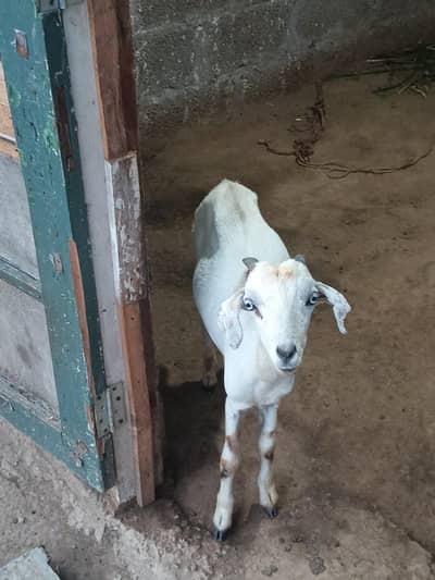 2 bakray for sale