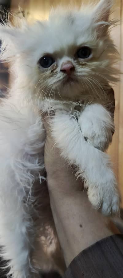 Persian kittens