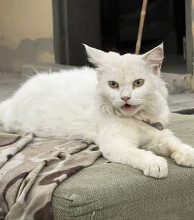 Persian Cat For Sale