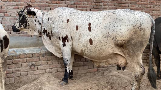 Paragnent Cow For Sale Full Heavy size 5.5 Lac