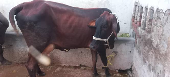 cow for sale pehla suwa mouh say 2 dant