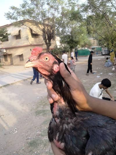 lasani Murga for sale