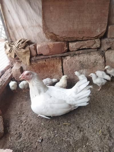 aseel chicks/aseel for sale/chicks for sale/aseel/chicks