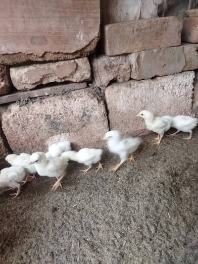 aseel chicks/aseel for sale/chicks for sale/aseel/chicks