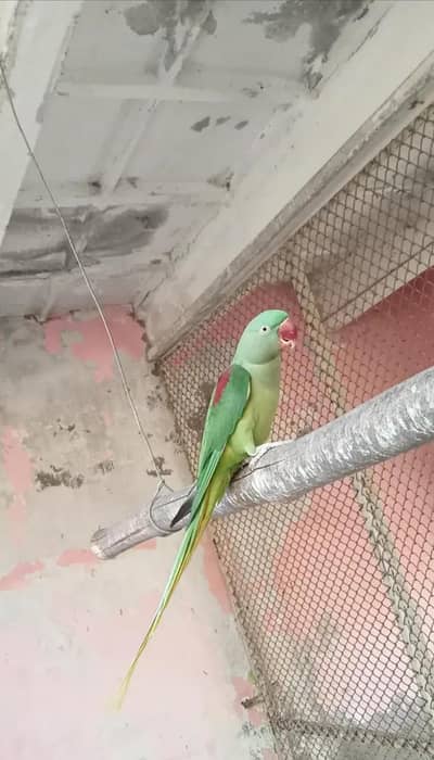 raw parrot
