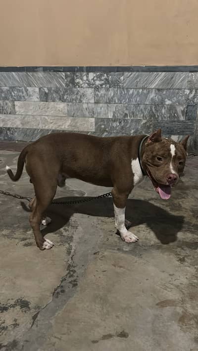 American bully pitbull