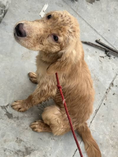 golden retriver