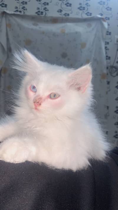 Persian kittens