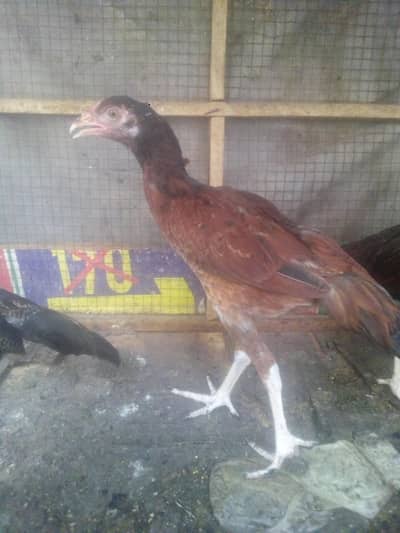 aseel chiks 2500 per