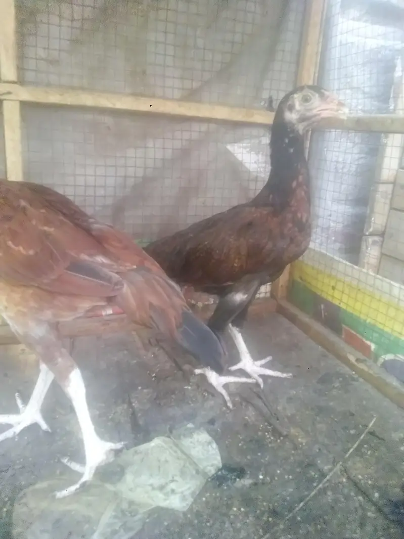 aseel chiks 2500 per — photo 2