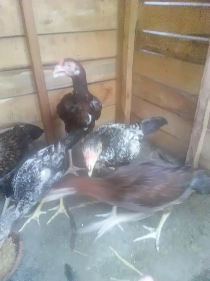 aseel chiks 2500 per — photo 3