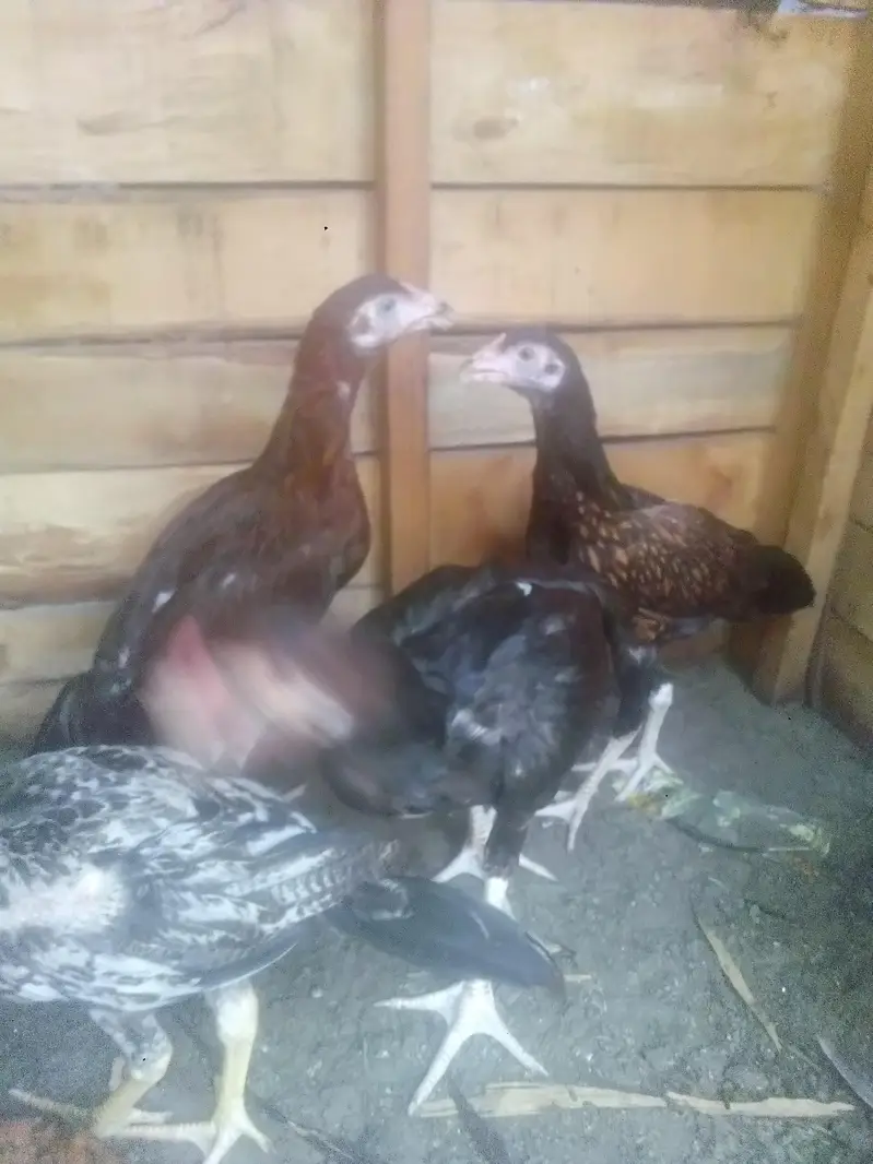 aseel chiks 2500 per — photo 4