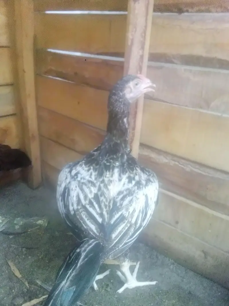 aseel chiks 2500 per — photo 5