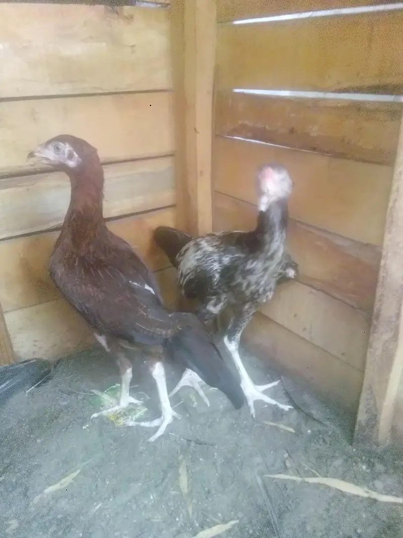 aseel chiks 2500 per — photo 6