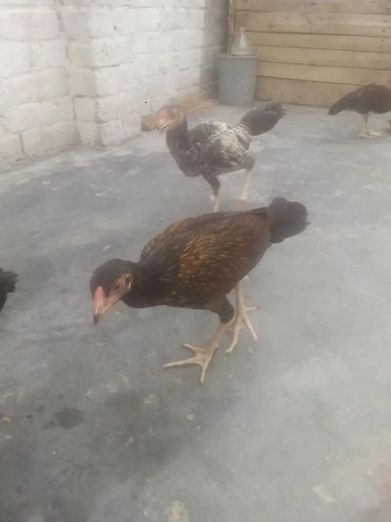 aseel chiks 2500 per — photo 7
