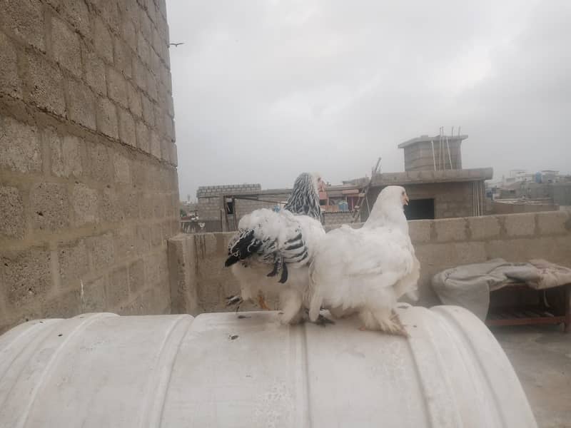 buff hen 1