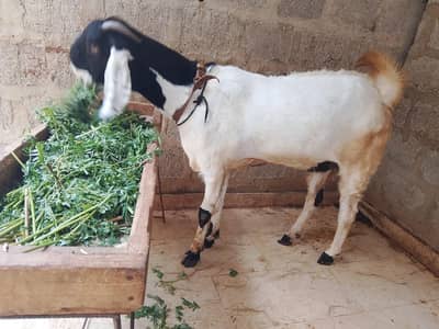 tota pari bakri.