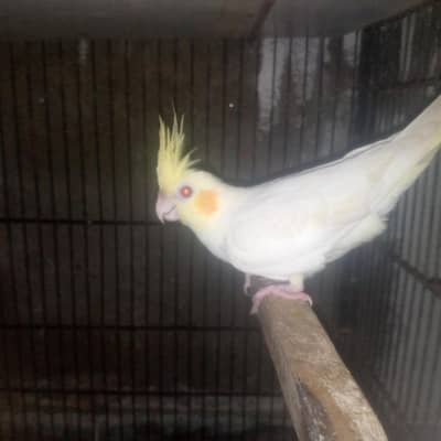 common white for sale