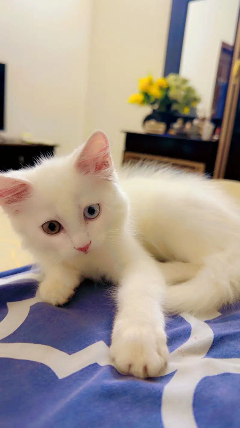 Persian Cat for sell withh all accessories