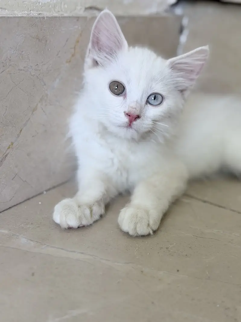 Persian Cat for sell withh all accessories — photo 2