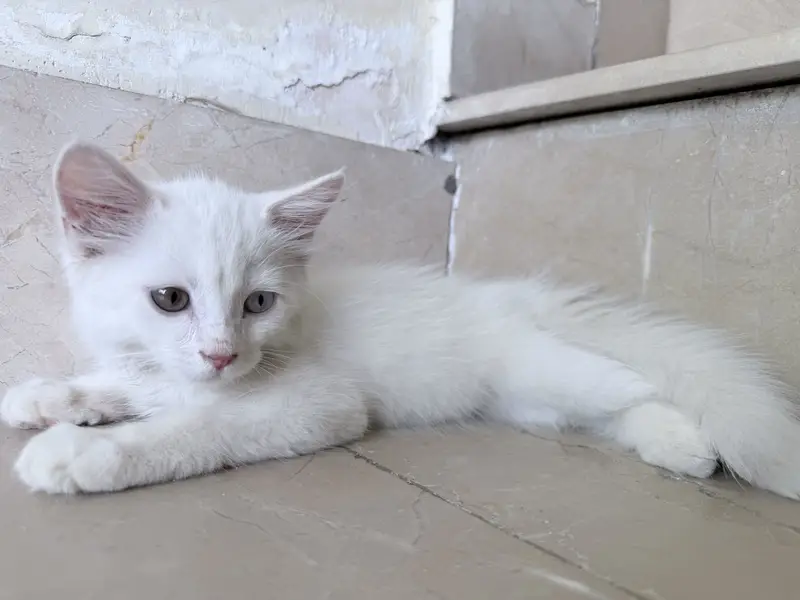 Persian Cat for sell withh all accessories — photo 3