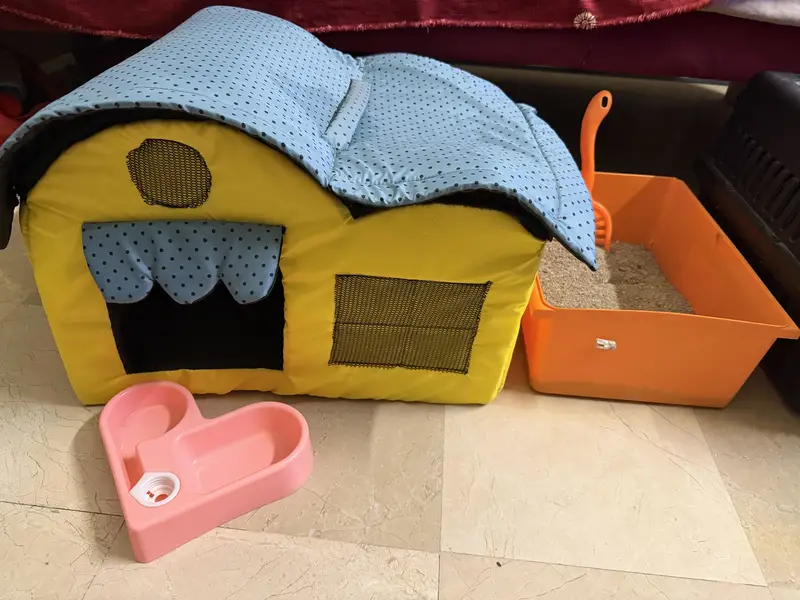 Persian Cat for sell withh all accessories — photo 4