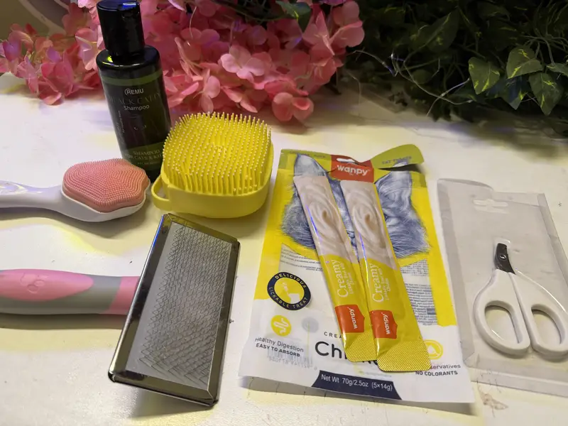 Persian Cat for sell withh all accessories — photo 5