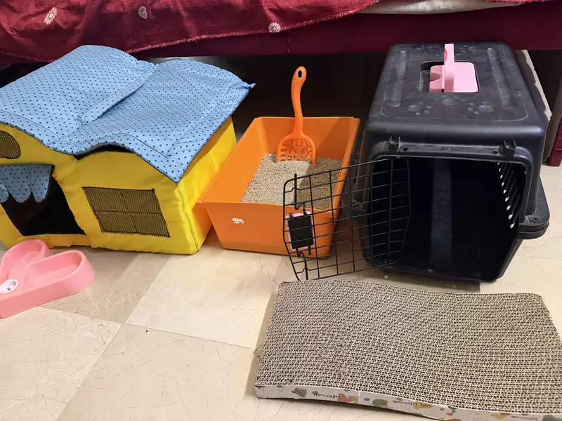 Persian Cat for sell withh all accessories — photo 6