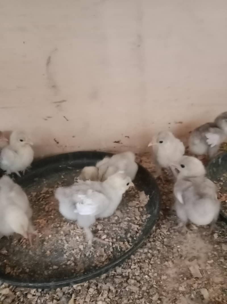 Bantom chicks & hen 0