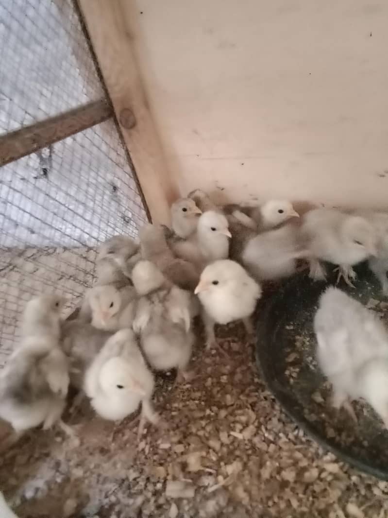 Bantom chicks & hen 1