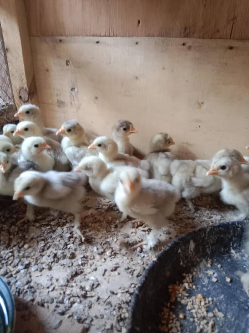 Bantom chicks & hen 2