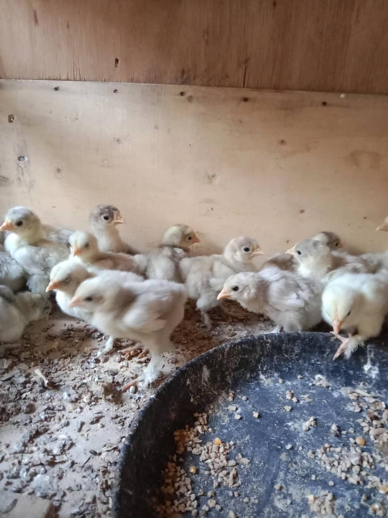 Bantom chicks & hen 3