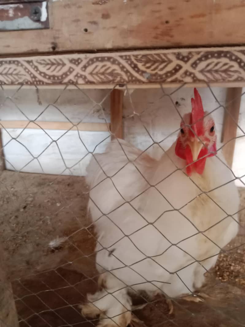 Bantom chicks & hen 4