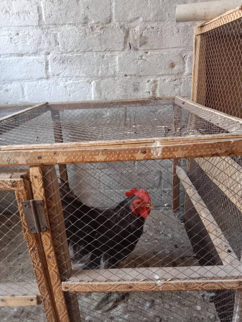 Bantom chicks & hen 5