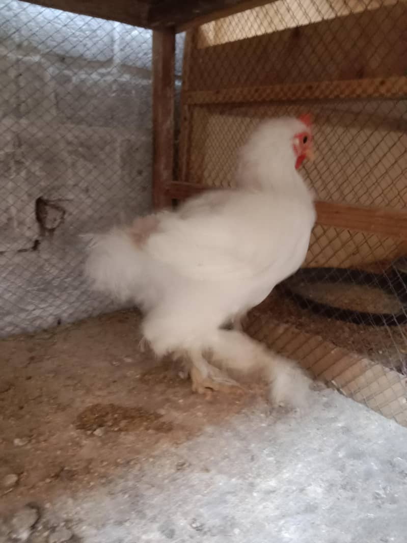 Bantom chicks & hen 6