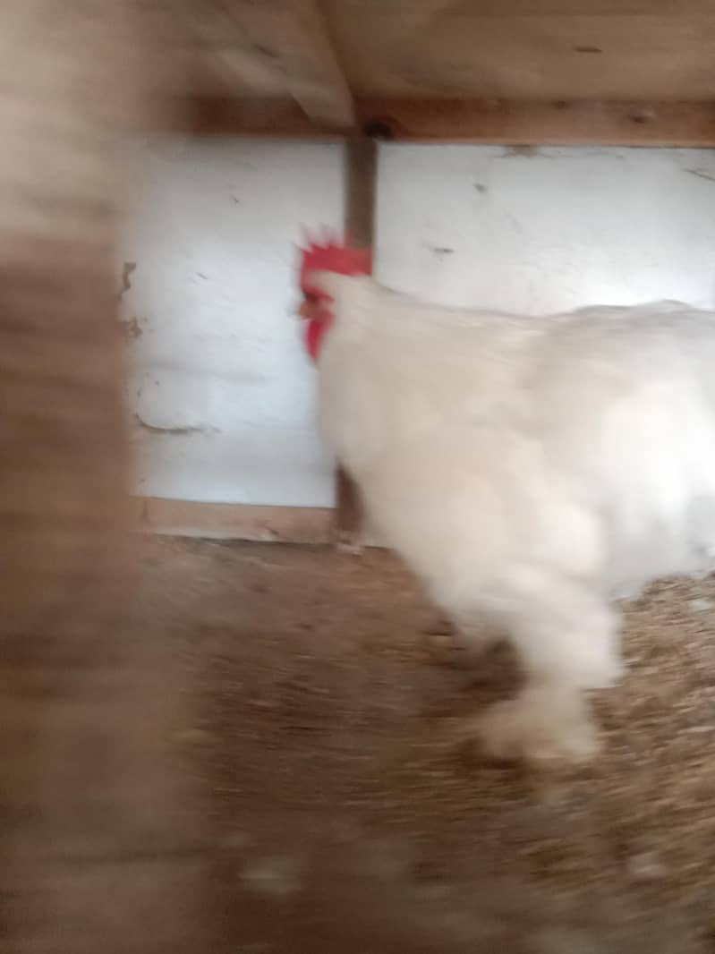 Bantom chicks & hen 7