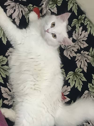Persian cat sale in Islamabad