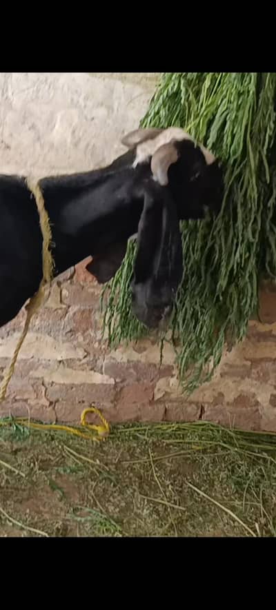 Bital Bakri