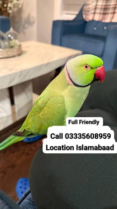Hand Tamed Full Friendly Green Ring Neck Male Parrot Jumbo Size