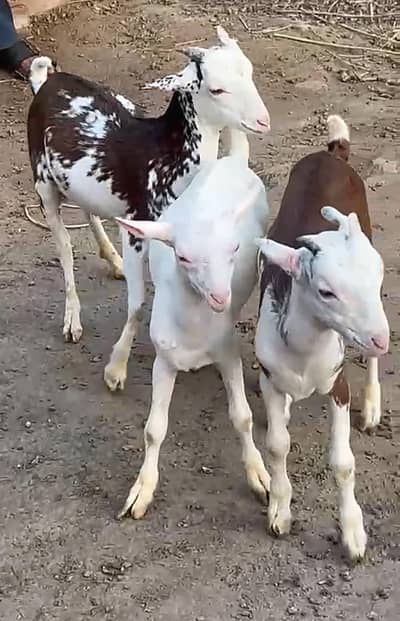 Goat For Sale