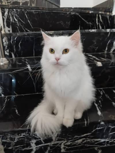 cat for sale.